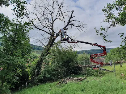 Image de Climb tree 70