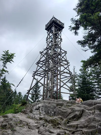 Image de Tête de Mérelle